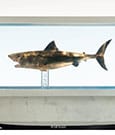 Der weiße Hai Maquette 1/18 Jaws Bronze 60 cm