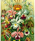 Ernst Haeckel Puzzle Orchid (1000 Teile)