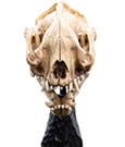 Herr der Ringe Mini Statue Skull of a Warg 20 cm