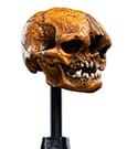 Herr der Ringe Mini Statue Skull of a Misty Mountain Goblin 14 cm