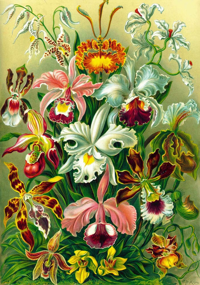 Ernst Haeckel Puzzle Orchid (1000 Teile)