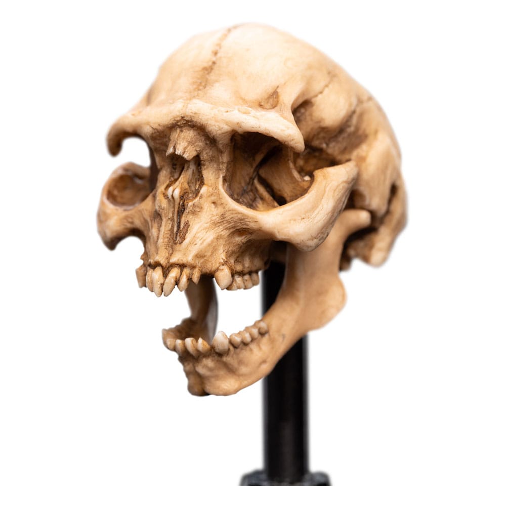 Herr der Ringe Mini Statue Skull of a Moria Orc 13 cm
