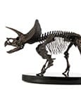 Jurassic World ECC Elite Creature Line Statue 1/12 Triceratops Fossil Skeleton Bronze 33 cm