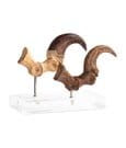 Jurassic Park ECC Elite Creature Line Statue Velociraptor Foot Claw and Fossil Claw Set 20 cm
