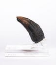 Jurassic Park 1/1 Replik Velociraptor Toenail Type A 11 cm