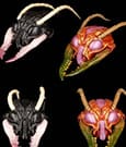 Cosmic Character Pack Zubehör-Set für Actionfiguren Sphexxian Helmets Set