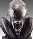 Alien Romulus Büste 1/1 Xenomorph 53 cm
