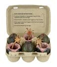 Aliens 6er-Pack Zubehör-Set Carton of Alien Eggs (40th Anniversary)