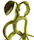 Phantastische Tierwesen Biegefigur Bowtruckle 18 cm