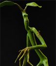 Phantastische Tierwesen Statue Pickett 27 cm