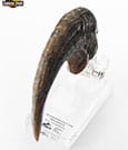 Jurassic Park ECC Elite Creature Line Statue Velociraptor Foot Claw Prop 16 cm