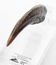 Jurassic Park ECC Elite Creature Line Statue Velociraptor Hand Claw Prop 12 cm