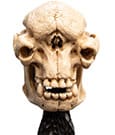 Herr der Ringe Mini Statue Skull of a Cave Troll 21 cm