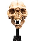 Herr der Ringe Mini Statue Skull of a Moria Orc 13 cm
