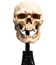Herr der Ringe Mini Statue Skull of a Mordor Orc 14 cm