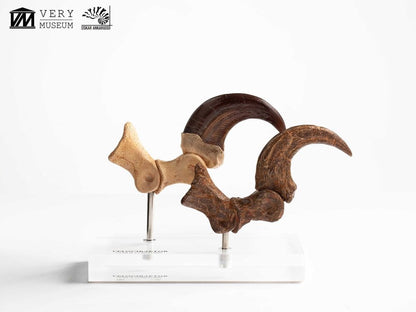 Jurassic Park ECC Elite Creature Line Statue Velociraptor Foot Claw and Fossil Claw Set 20 cm