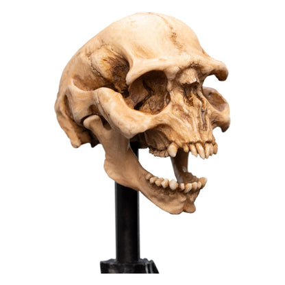 Herr der Ringe Mini Statue Skull of a Moria Orc 13 cm