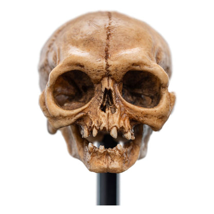 Herr der Ringe Mini Statue Skull of Gollum 13 cm